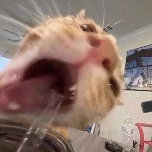 Meet your Posher, Matthew - Picture 1 of 1